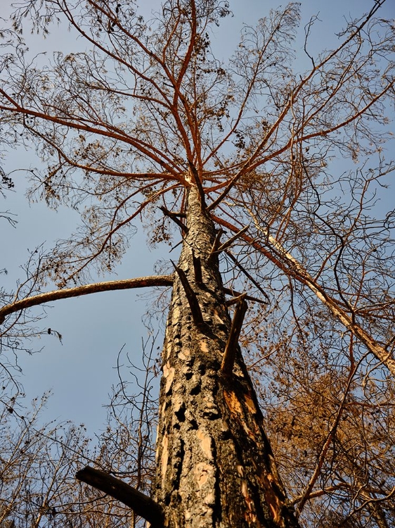 Picture of A BURNED TREE