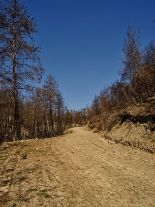 Picture of FOREST AND PATH