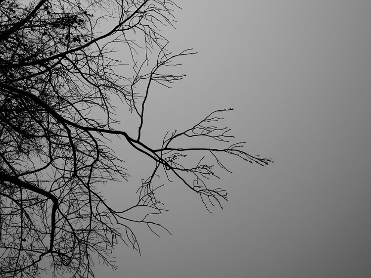 Picture of TREE BRANCH AND SKY