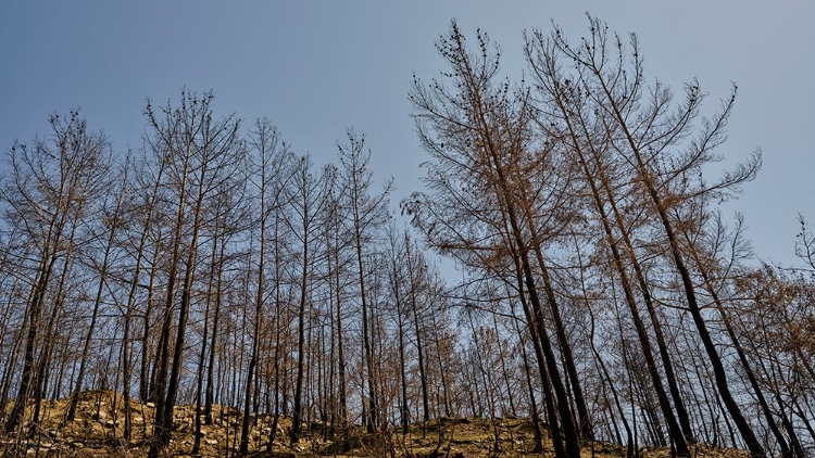 Picture of BURNT TREES IN THE FOREST