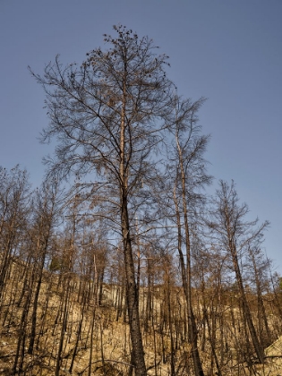 Picture of BURNT TREES AND SKY BACKGROUND