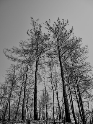 Picture of BURNT TREES AND SKY BACKGROUND