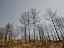 Picture of BURNT TREES AND SKY BACKGROUND