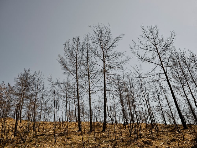 Picture of BURNT TREES AND SKY BACKGROUND