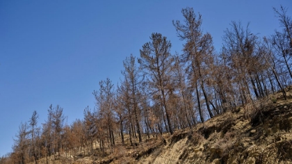 Picture of IMAGE OF A FOREST AFTER A FIRE