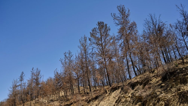 Picture of IMAGE OF A FOREST AFTER A FIRE