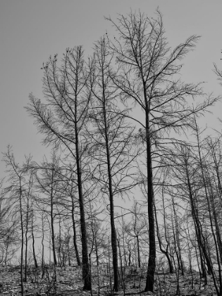 Picture of BURNT TREES AND SKY BACKGROUND