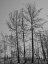 Picture of BURNT TREES AND SKY BACKGROUND