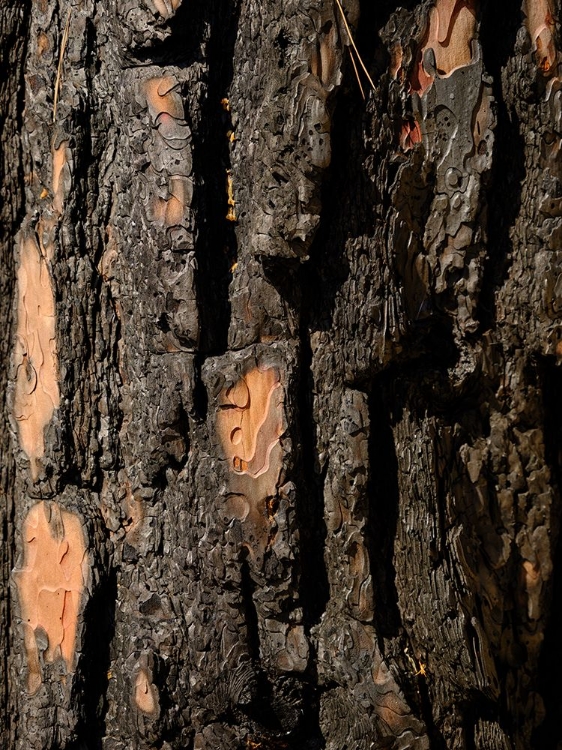 Picture of CLOSE UP TEXTURE OF A BURNT TREE