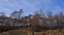 Picture of IMAGE OF A FOREST AFTER A FIRE