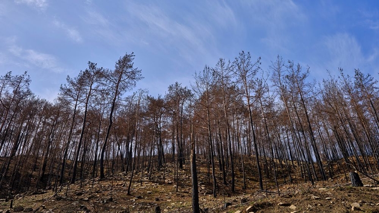 Picture of IMAGE OF A FOREST AFTER A FIRE