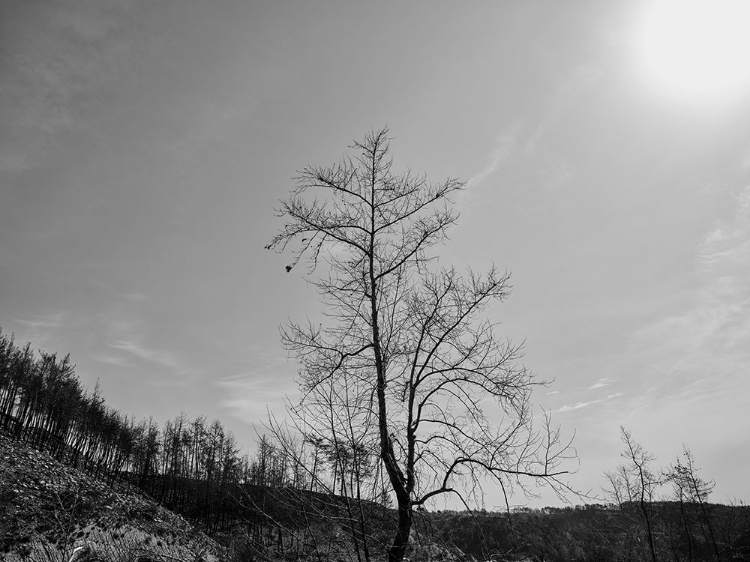 Picture of A BURNED TREE