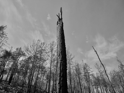 Picture of A BURNED TREE