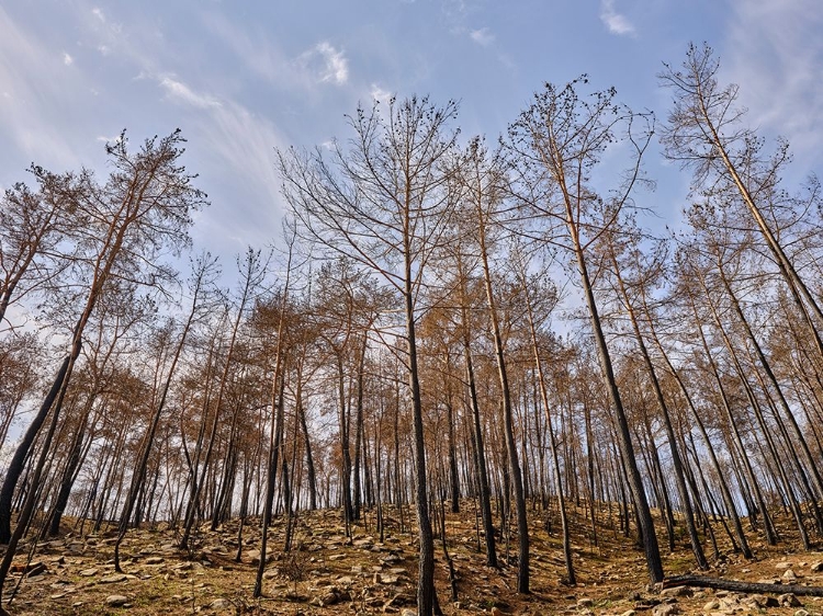 Picture of IMAGE OF A FOREST AFTER A FIRE