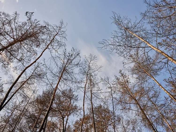 Picture of IMAGE OF A FOREST AFTER A FIRE