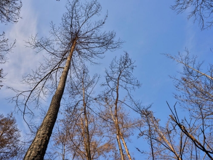 Picture of BURNT TREES AND SKY BACKGROUND