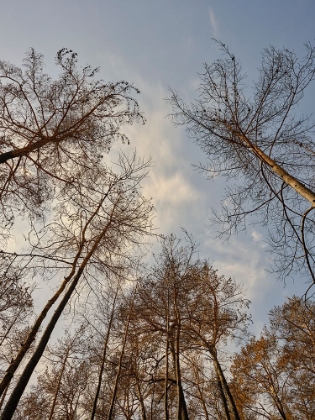 Picture of IMAGE OF A FOREST AFTER A FIRE