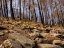 Picture of BURNT TREES IN THE FOREST