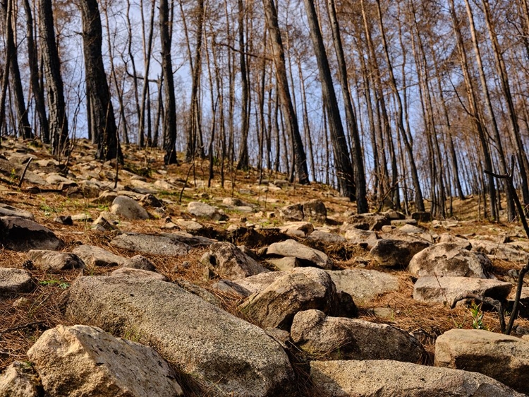 Picture of BURNT TREES IN THE FOREST