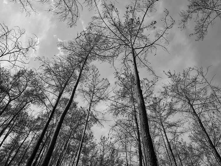 Picture of BURNT TREES AND SKY BACKGROUND