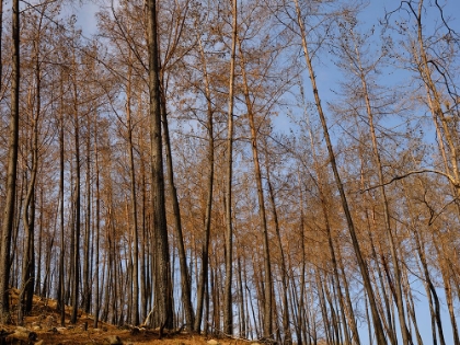 Picture of BURNT TREES AND SKY BACKGROUND