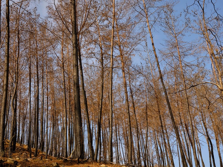 Picture of BURNT TREES AND SKY BACKGROUND