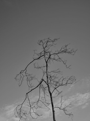 Picture of A BURNED TREE AND SKY