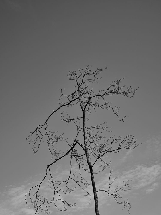 Picture of A BURNED TREE AND SKY