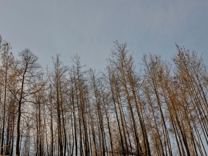 Picture of IMAGE OF A FOREST AFTER A FIRE