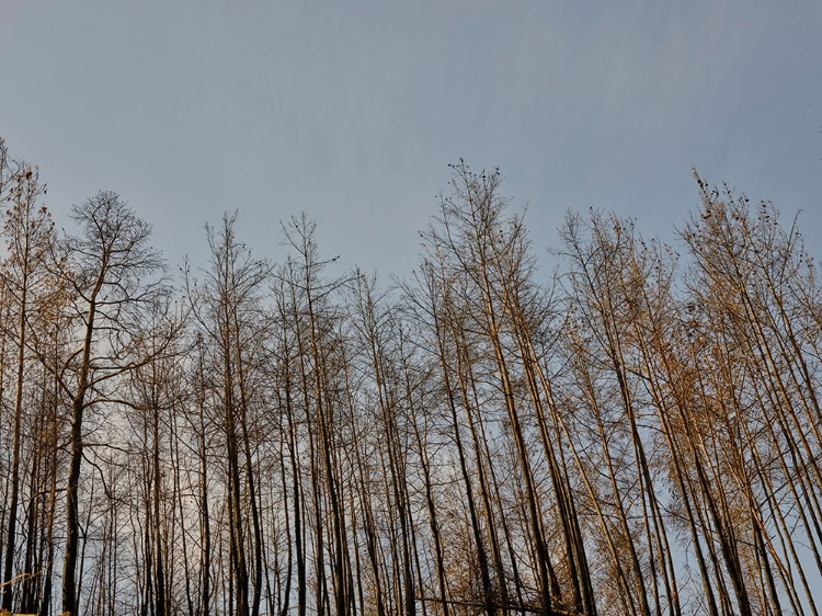 Picture of IMAGE OF A FOREST AFTER A FIRE