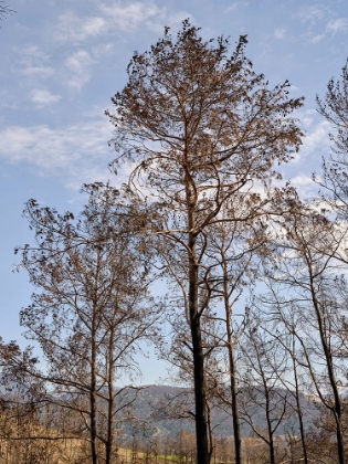 Picture of BURNT TREES AND SKY BACKGROUND