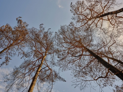 Picture of BURNT TREES IN THE FOREST