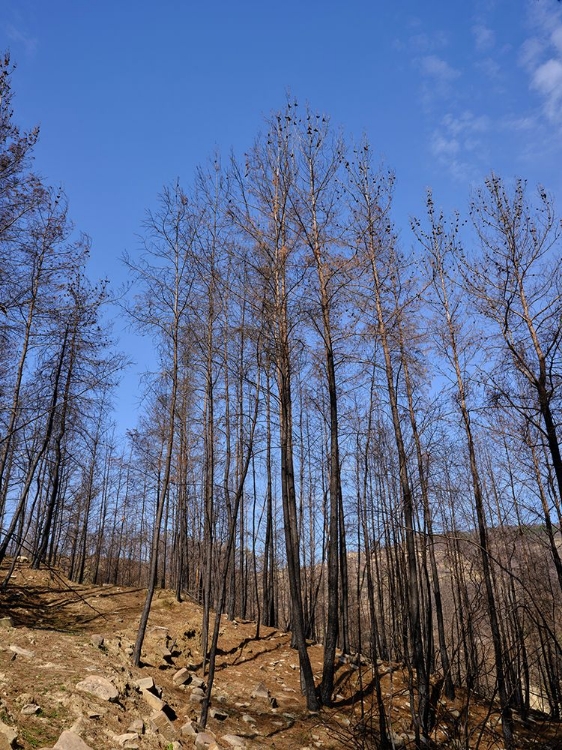 Picture of BURNT TREES IN THE FOREST