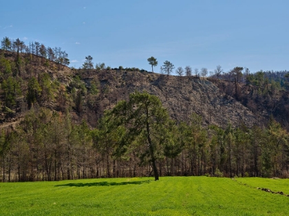 Picture of PEACEFUL LANDSCAPE IN A RURAL PLACE