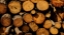 Picture of TREE STUMPS IN THE FOREST