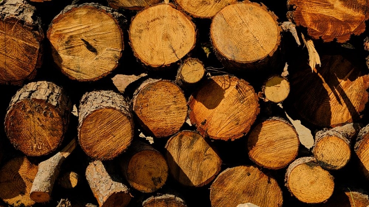 Picture of TREE STUMPS IN THE FOREST