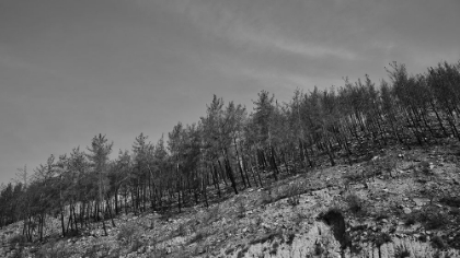 Picture of IMAGE OF A FOREST AFTER A FIRE