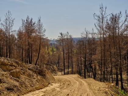 Picture of BURNT TREES IN THE FOREST