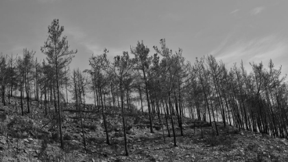 Picture of BURNT TREES IN THE FOREST