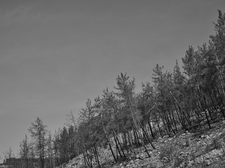 Picture of IMAGE OF A FOREST AFTER A FIRE