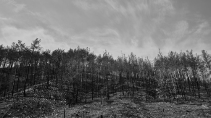 Picture of IMAGE OF A FOREST AFTER A FIRE