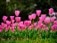 Picture of PINK TULIPS