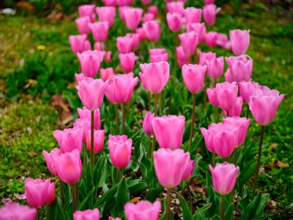 Picture of PINK TULIPS