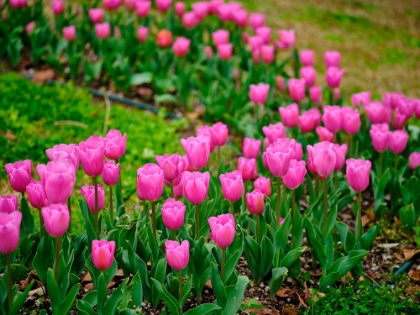 Picture of PINK TULIPS