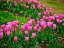 Picture of PINK TULIPS