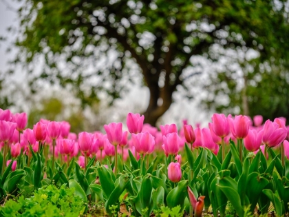 Picture of PINK TULIPS