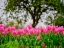 Picture of PINK TULIPS