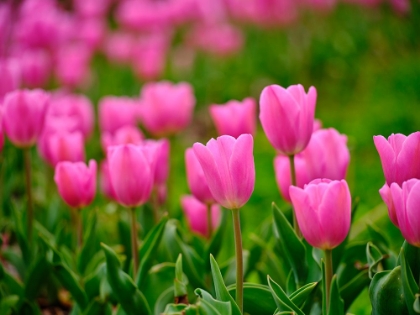 Picture of PINK TULIPS