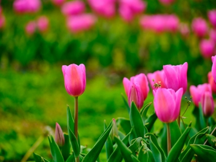 Picture of PINK TULIPS