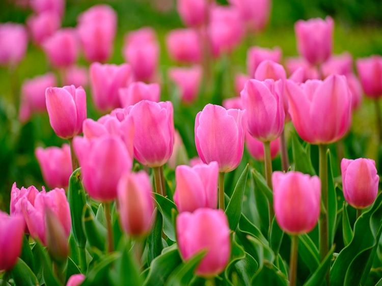 Picture of PINK TULIPS